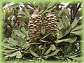 Banksia integrifolia var. integrifolia