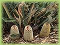 Banksia petiolaris