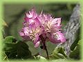 Bougainvillea sp