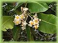 Calophyllum inophyllum Murray's