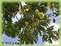 Cassia fistula, Praslin