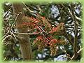 Erythrina indica