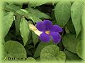 Thunbergia erecta