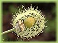 Passiflora foetida