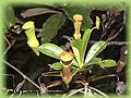 Nepenthes pervillei