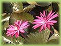 Nymphaea Tropical Night-blooming Hybrids H.T. Haarstick
