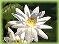 Nymphaea Tropical Night-blooming Hybrids Wood's White Knight Nymphaea Tropical Night-blooming Hybrids Wood's White Knight