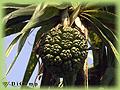 Pandanus sp. Pandanus utilis