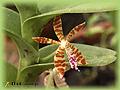 Trichoglottis smithii