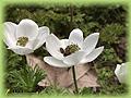 Anemone coronaria De Caen` strain