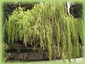 Salix babilonica