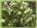 Helleborus argutifolius