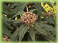Viburnum rhytidophyllum Rosea