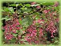 Ribes sanguineum Ribes sanguineum
