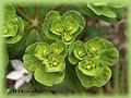 Euphorbia polychroma