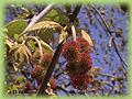 Platanus x hispanica