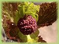 Davidia involucrata var. vilmoriniana