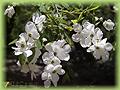 Exochorda korolkowii