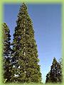 Sequoiadendron giganteum