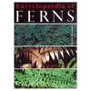 Encyclopaedia of FERNS by David L, Jones